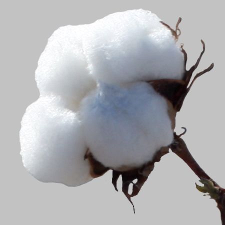 cotton, 100%, 100% cotton